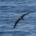 Flesh-footed Shearwater